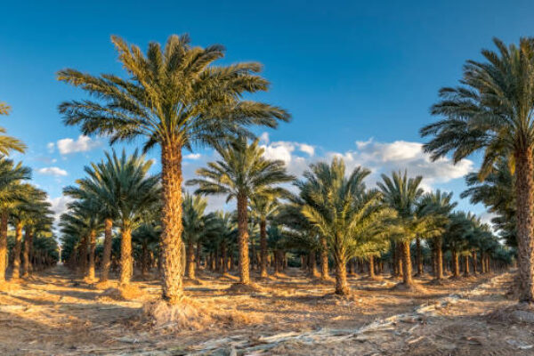 Discover Arabia – Culture, Cities & Desert Wonders