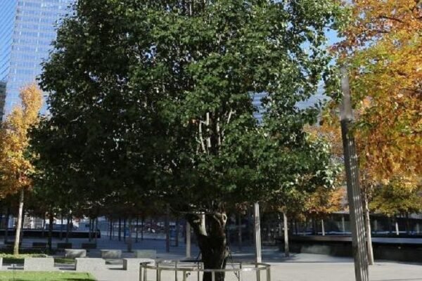 9/11 Memorial Museum Admission Ticket